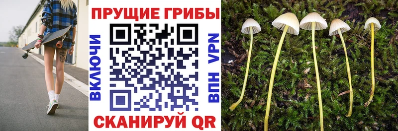 Псилоцибиновые грибы Cubensis  Купить где  Волжск 